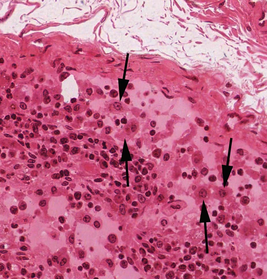 Connective Tissue and Quiz 1 | histology