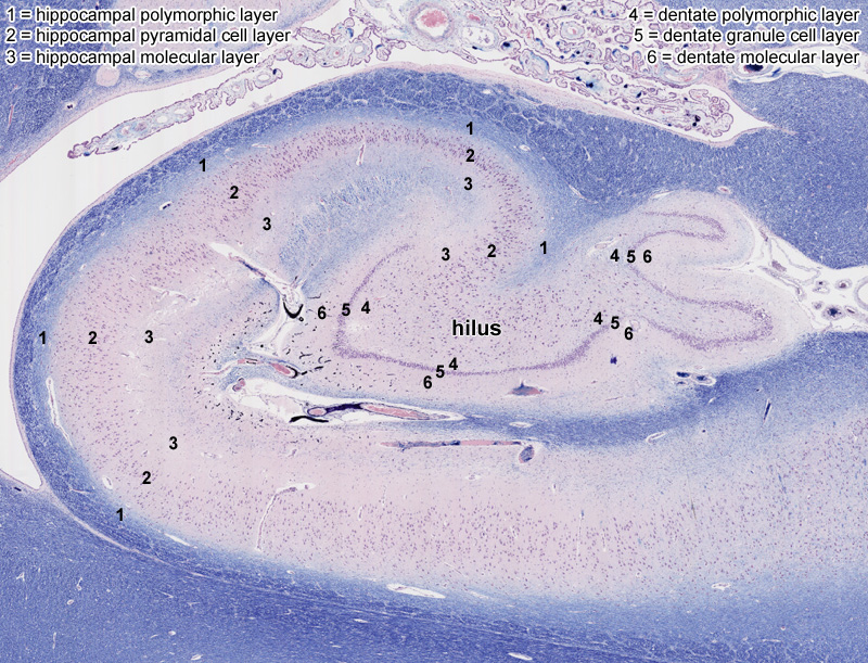 Clinical Anatomy Terms to Describe the Eight Body Regions