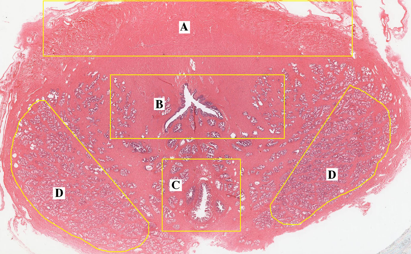 Male Reproductive System | histology