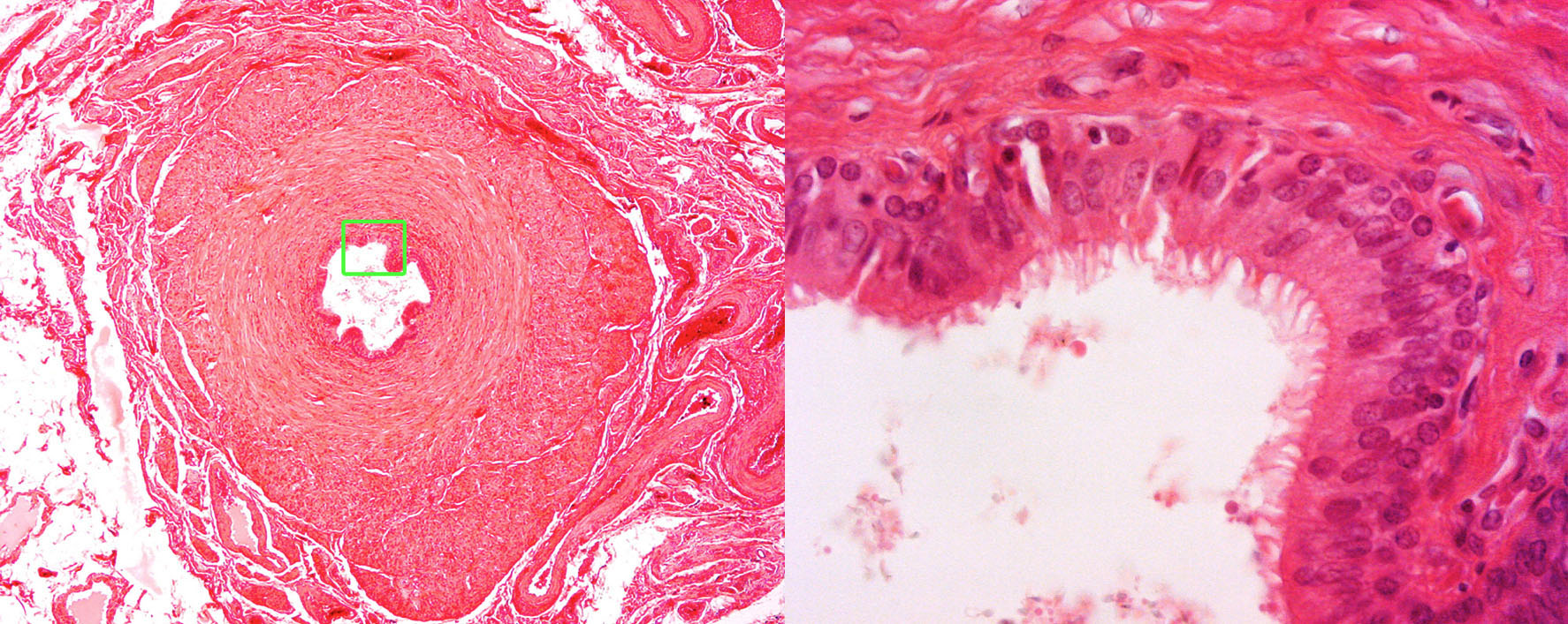 histology.medicine.umich.edu