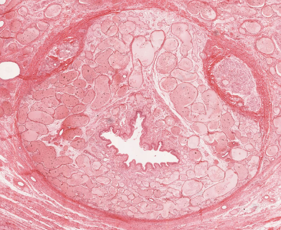 Male Reproductive System | histology