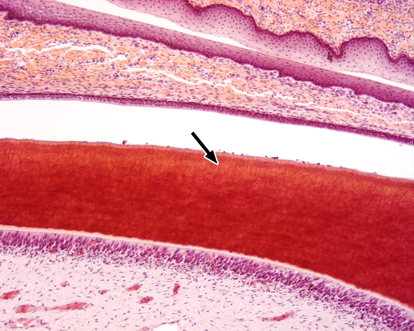 Oral Cavity | histology