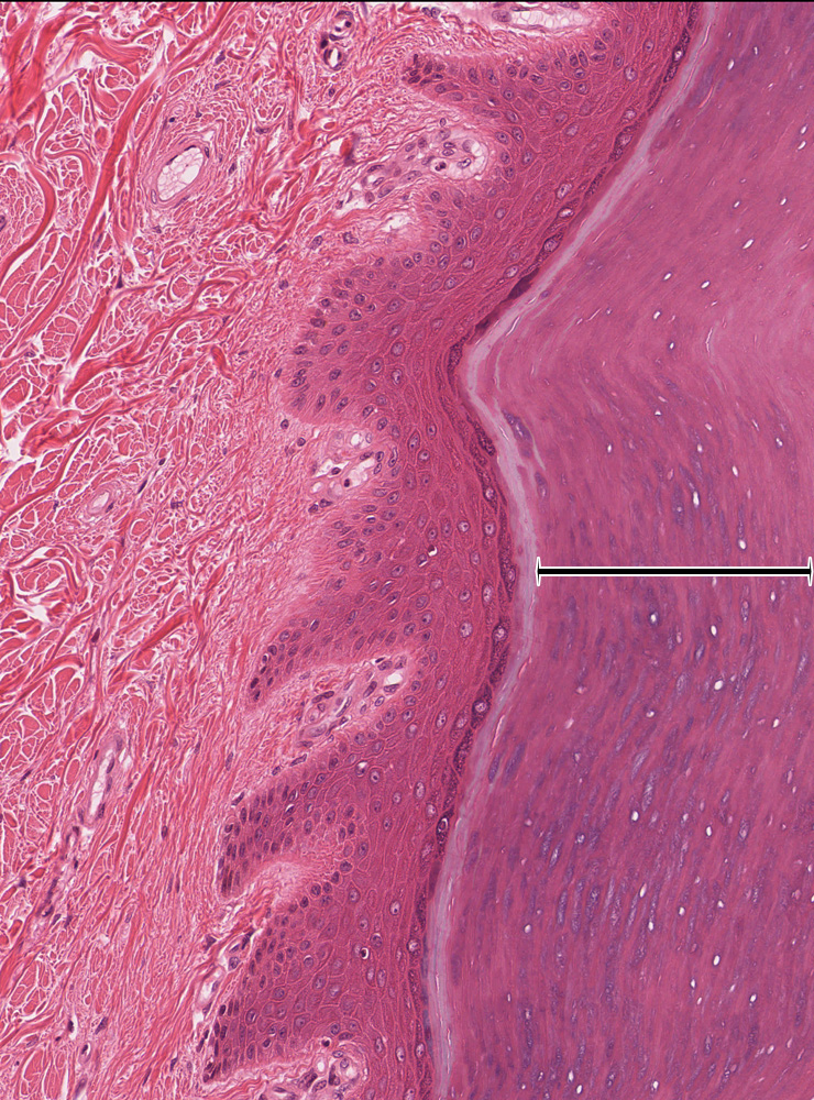 Integumentary System | histology