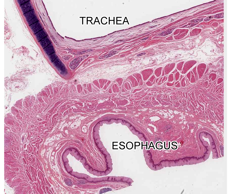 Epithelial Tissue | histology