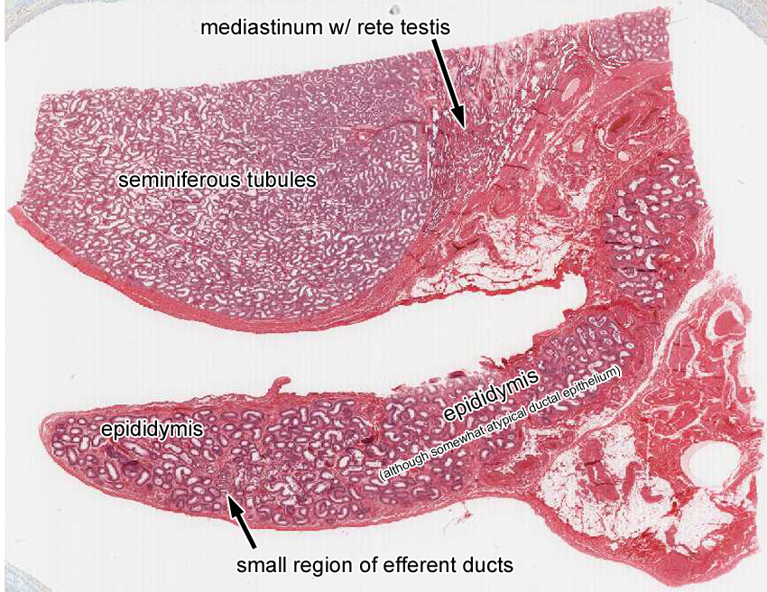 Male Reproductive System | histology