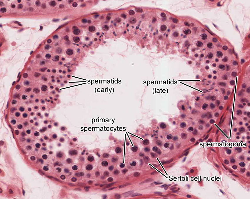 Male Reproductive System Histology