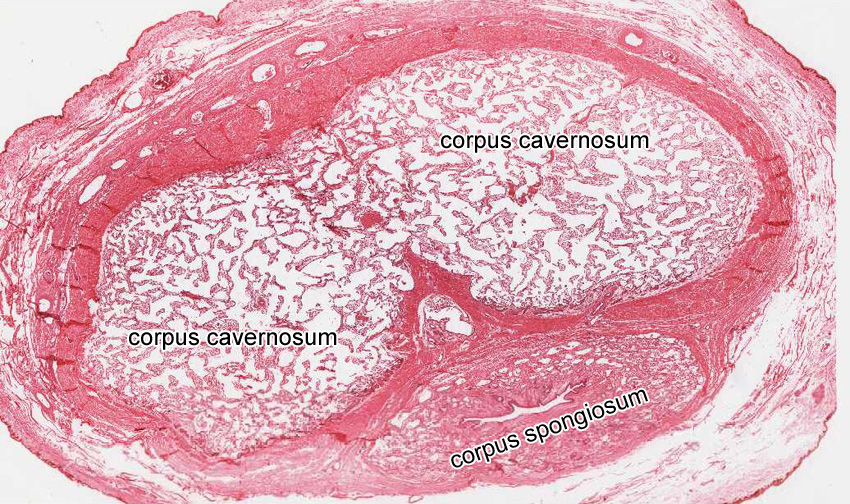 Penis Histology 112