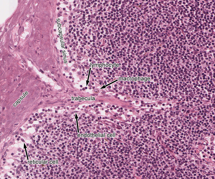 thymus gland histology labeled