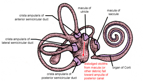 ampulla semicircular canals