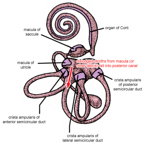 Crista ampullaris Histologie