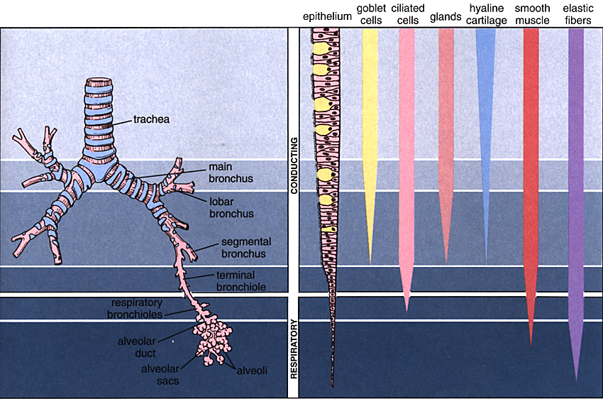 Histology Chart